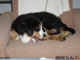 /album/brixie-13-tyden/brixie-120309-04-jpg/